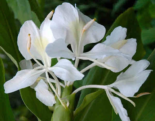 http://bagbani.yolasite.com/resources/Ginger%20lilly.jpg?timestamp=1258982391531