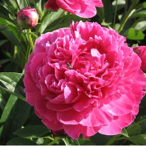 List Flower Names on List Of Flower Names And Meanings Of Flowers