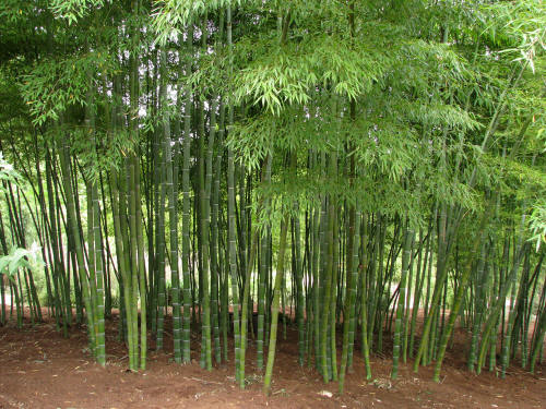 Bambusa Nutans Bamboo Seeds burmese timber Growing Garden Plant 